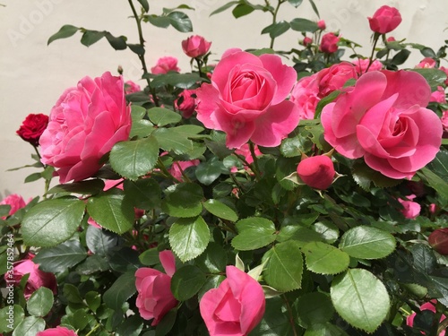 rose  kwiat  roz  czerwie    charakter  kwiat  jardin  rose  pi  kne  kwiat  bukiet  kocham  ziele    beuty  ro  lin  kwiatowy  kwiat  flora  lato  bia  a  feuille  romans  busz  izolowany