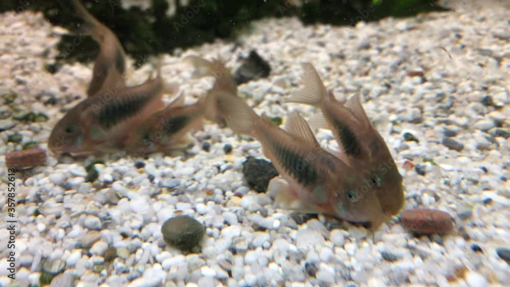 Metallpanzerwelse, Wels im Aquarium Metallpanzerwelse, Wels im Aquarium