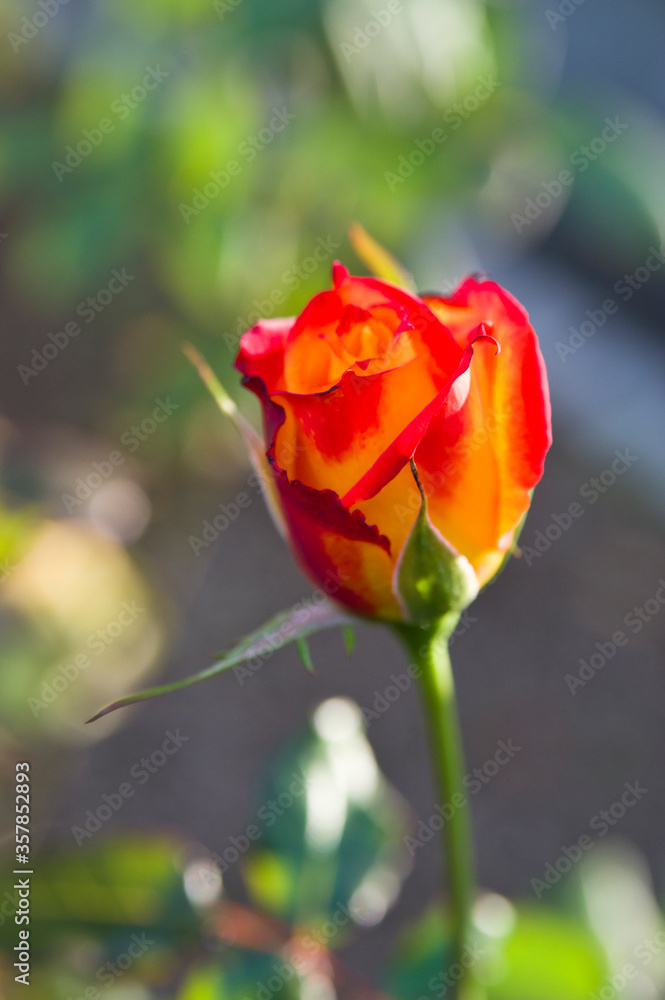 The name of this rose The name of this rose