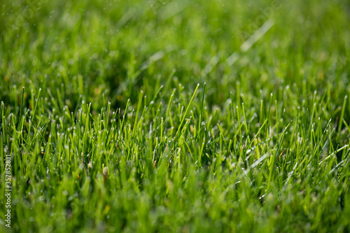 Green natural lawn close-up. Short cut grass. The texture and background is bright green. Golf or soccer field.