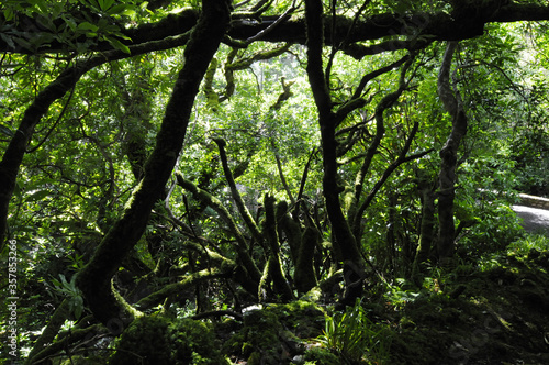 Bois recouvert de mousse et de végétation luxuriante dans la forêt humide du parc national de Killarney dans le comté de Kerry en Irlande.