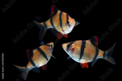 Foto Sumatran barb fish  on black background