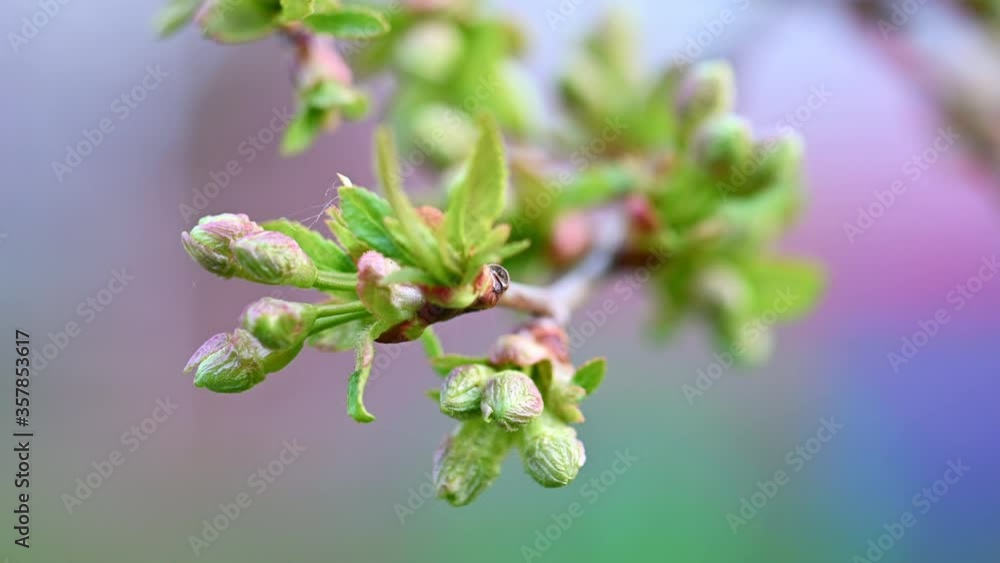 Cherry blossoms budding macro shot Cherry blossoms budding macro shot