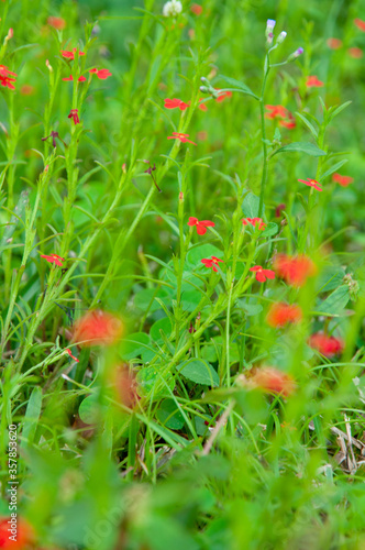 Beautiful red tropical single flower of Witchweed (Striga asiatica) in a green lush field, Seychelles photo