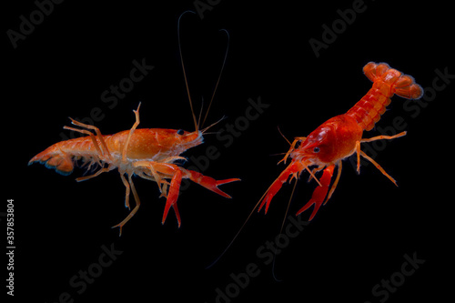Aquarium Lobster shrimp isolated on black Background