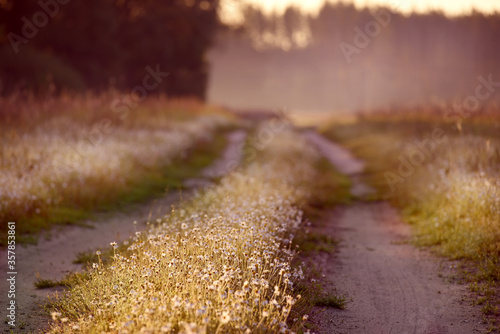 A dirt road with blooming wild daisies in the dew in the gentle sunlight of early morning among the spruce and forest in the background. © Ann Stryzhekin