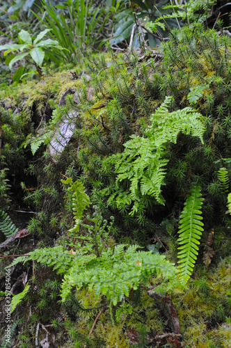 Gros plan sur la végétation de la forêt humide du parc national de Killarney, compté de Kerry en Irlande. Fougère, mousse, prêle forment un tapis de verdure luxuriante. photo