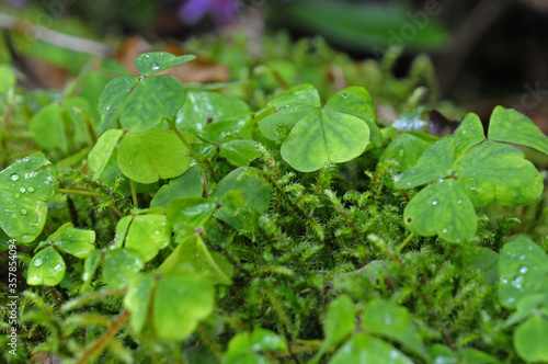 Wallpaper Mural Vue en gros plan sur des trèfles et de la mousse dans le parc national de Killarney, compté de Kerry en Irlande. Torontodigital.ca