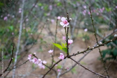 pink flowers in the garden