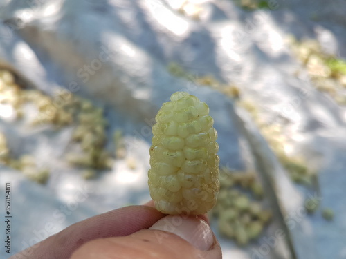 white berry