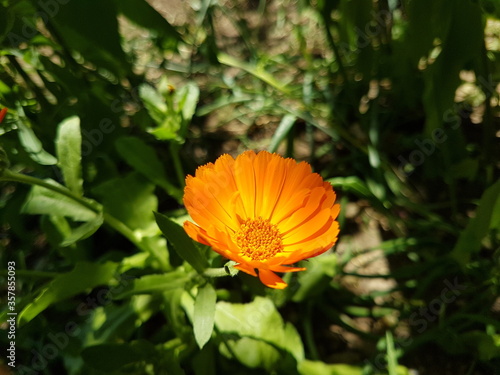 Cosmos sulphureus