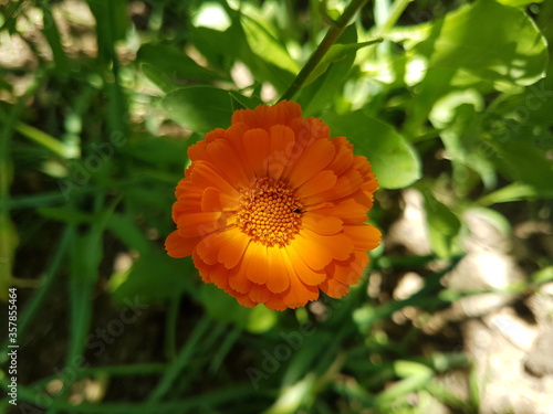 Cosmos sulphureus