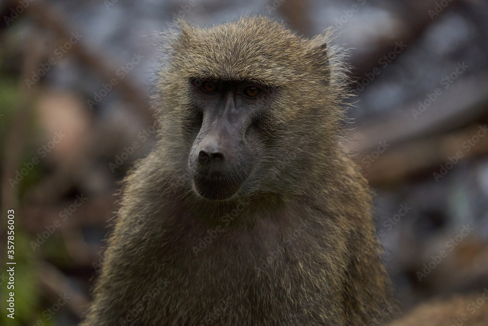 Olive baboon baby Papio anubis Anubis baboon Cercopithecidae Old world monkey Olive baboon baby Papio anubis Anubis baboon Cercopithecidae Old world monkey