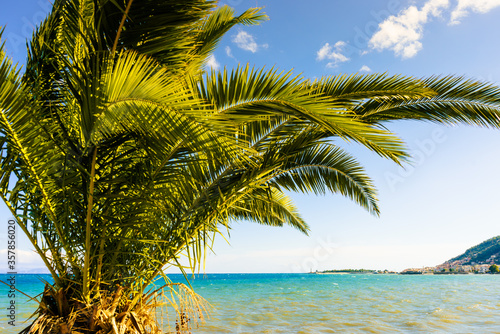 Scenic beach sea with palm tree
