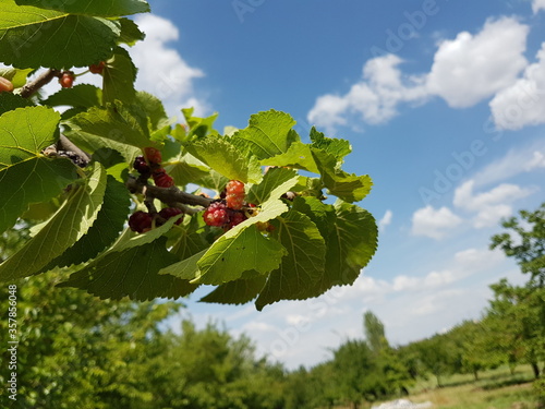 red mullberry