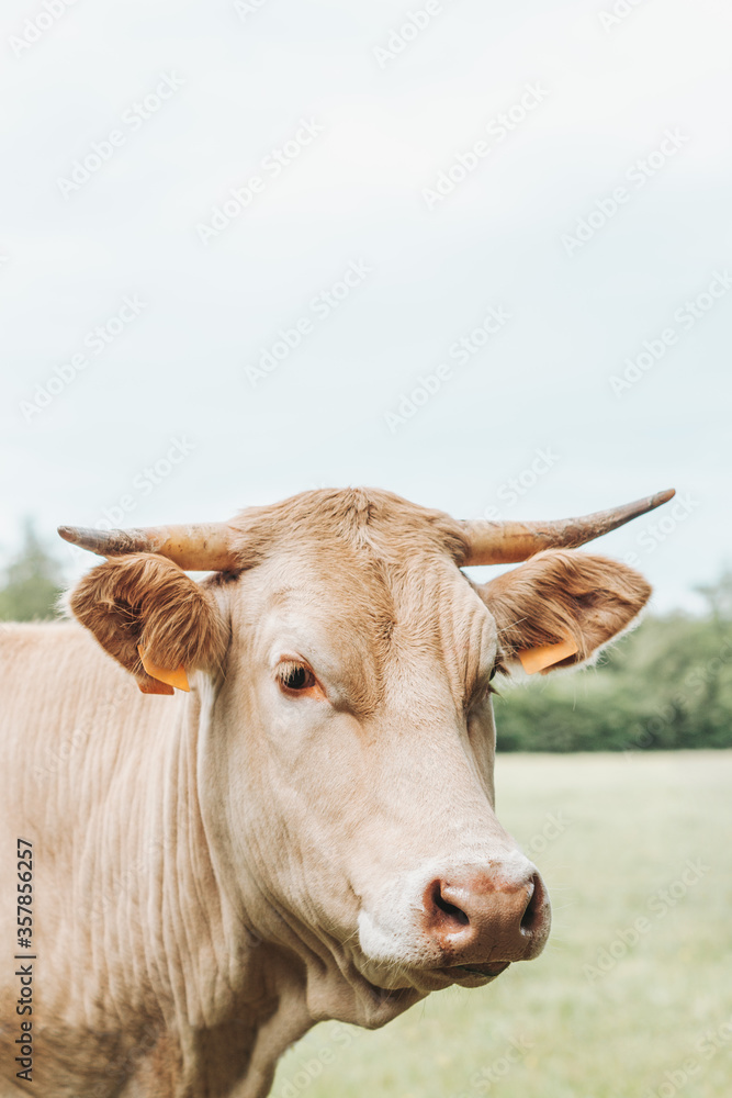 brown cow with horn in a field brown cow with horn in a field