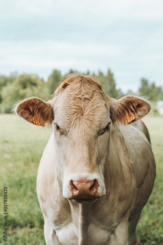 brown cow alone in a field