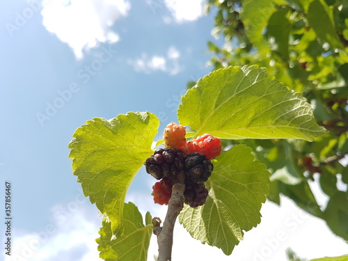 red mullberry