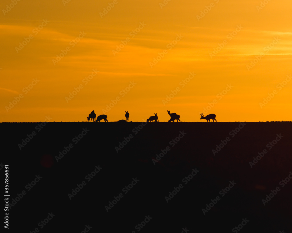 Roe deer silhouettes Roe deer silhouettes
