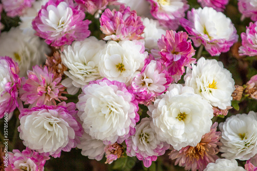 Chryzantemy biały z różowym odcieniem © Anastasiia