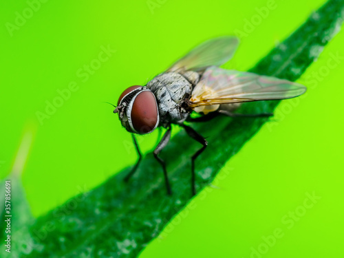 Exotic Drosophila Fly Diptera Parasite Insect on Green Grass Macro © nechaevkon