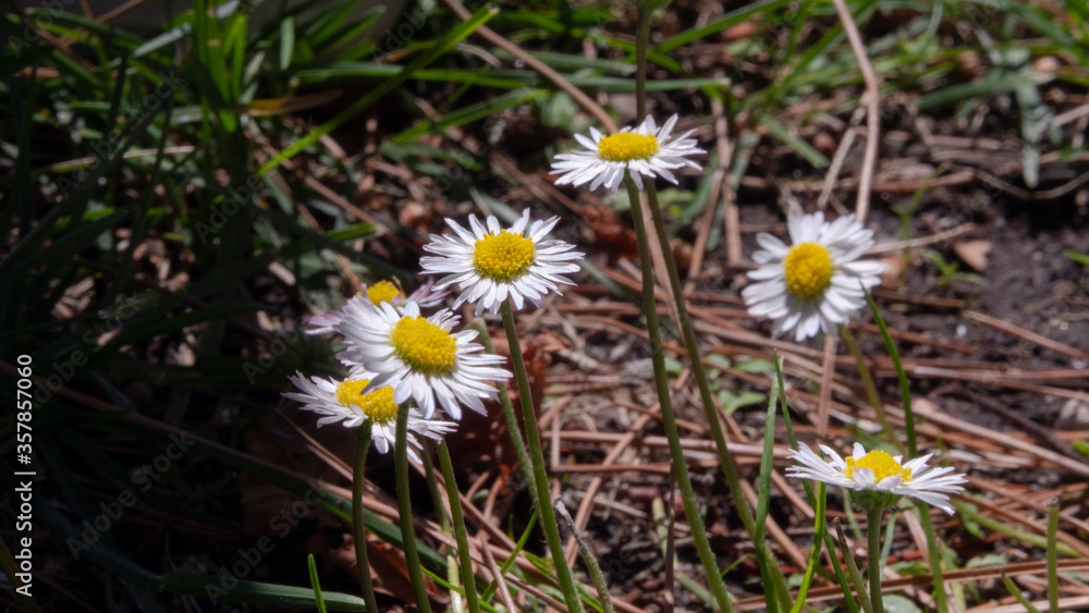 hands defoliating a daisy, camomile hands defoliating a daisy, camomile