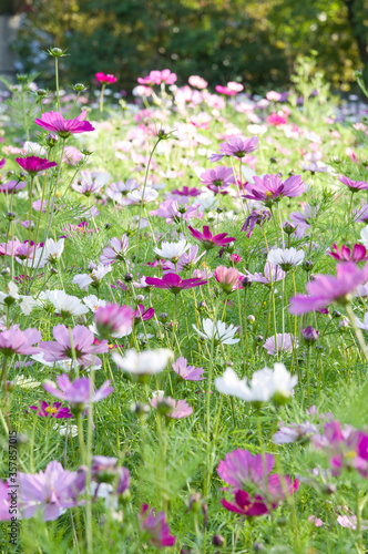 This is the Cosmos Garden.