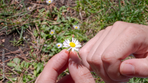hands defoliating a daisy, camomile