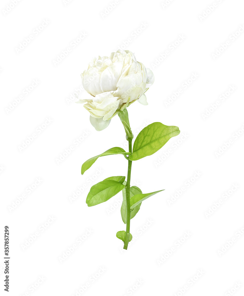 Jasmine Flower isolated on white background Jasmine Flower isolated on white background