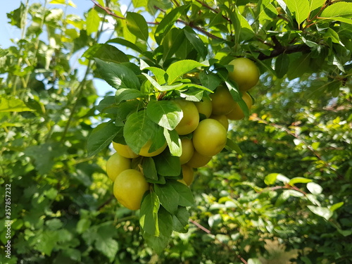 plun on branch
