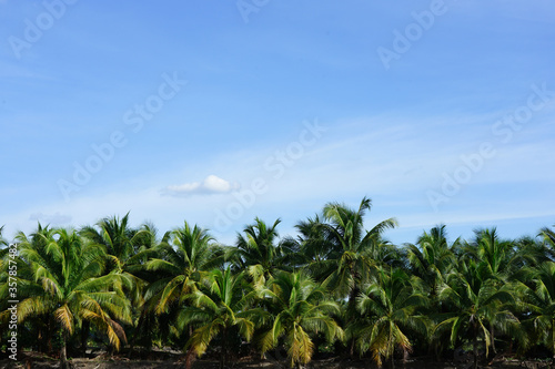 Landscape coconut palm tree at Thailand garden with blue sky background