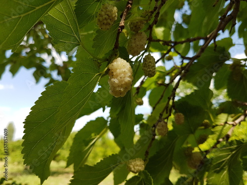 white berry