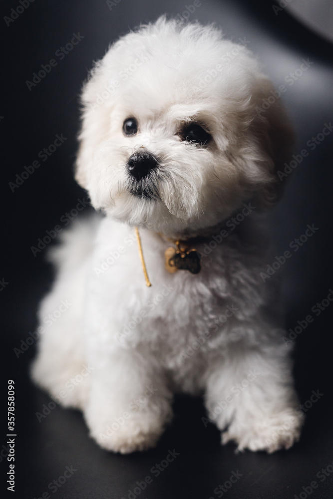 A little white Bichon Frize look away A little white Bichon Frize look away