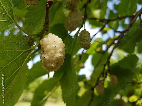 white berry