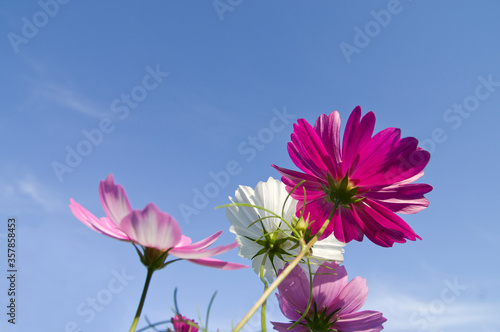 This is the Cosmos Garden.