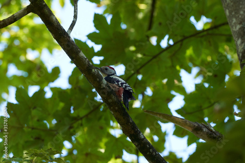 Middle spotted woodpecker Dendrocoptes medius Europe Tree photo