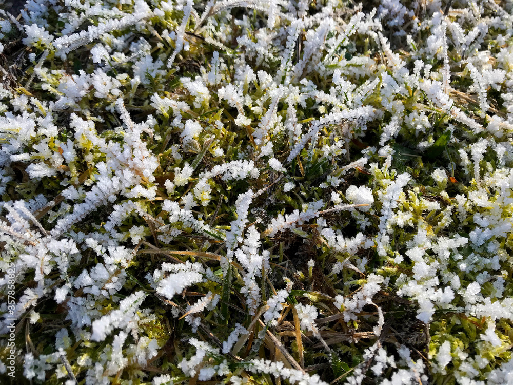 Background - Green forest moss covered with hoarfrost.