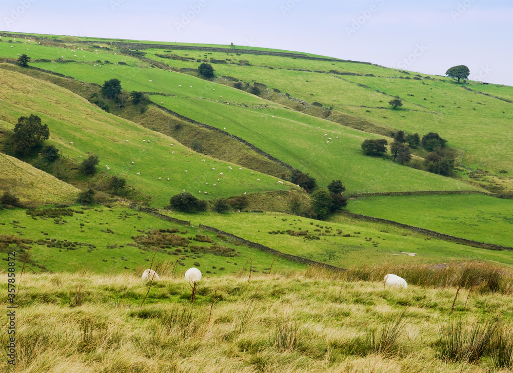 Peaceful rural scene of typical English countryside. Sheep graze in grassy fields on a hazy autumn day in the Yorkshire Dales, England