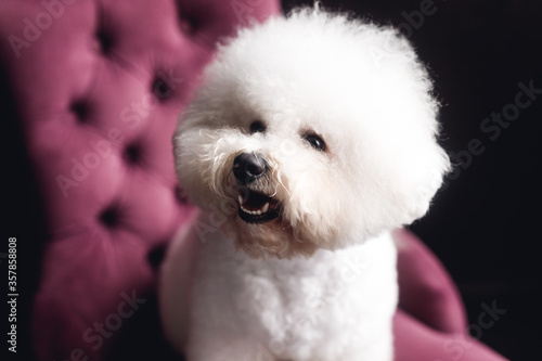 A funny white Bichon Frize stand and look in camera