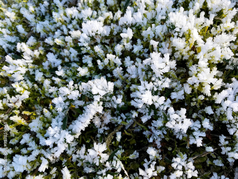 Background - Green forest moss covered with hoarfrost. Background - Green forest moss covered with hoarfrost.