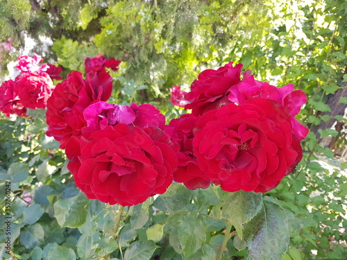 red rose
