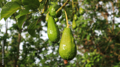 Avocado varieties Hass the meat is delicious.