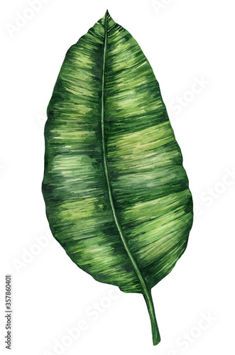 Watercolor illustration of a green banana leaf.. Hand drawing of a tropical leaf  isolated on a white background.