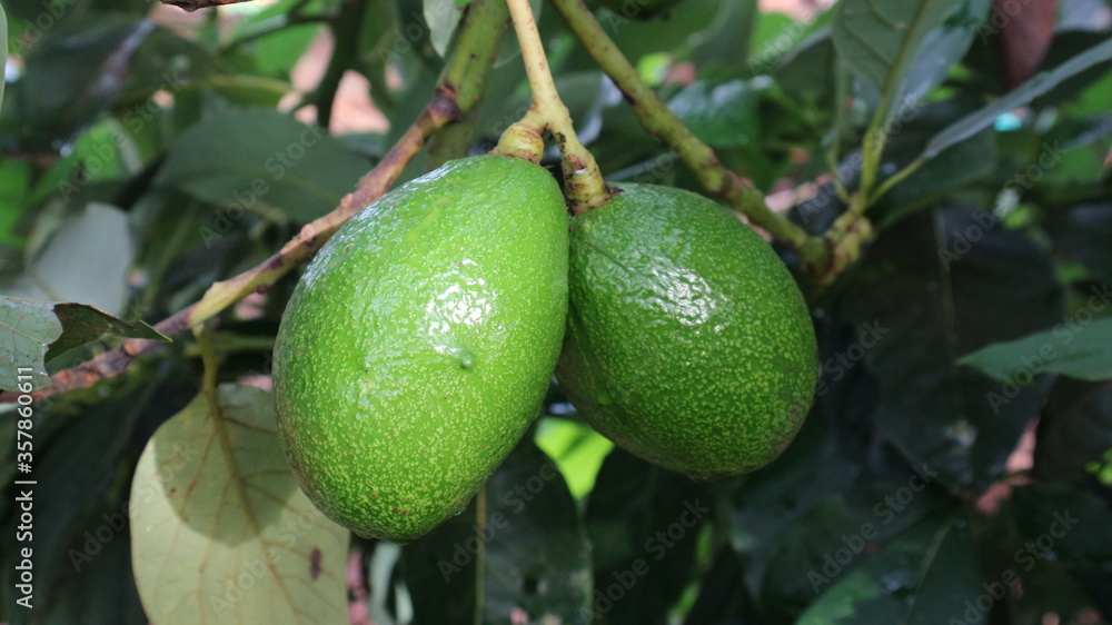 Avocado varieties Hass the meat is delicious. Avocado varieties Hass the meat is delicious.
