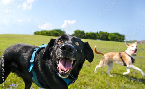 Happy dogs run through a field in Frisco, Texas