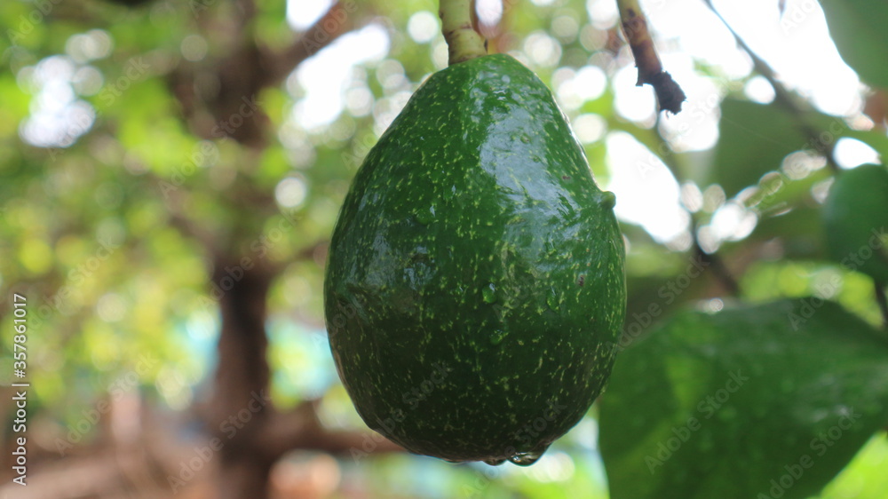 Avocado varieties Hass the meat is delicious. Avocado varieties Hass the meat is delicious.