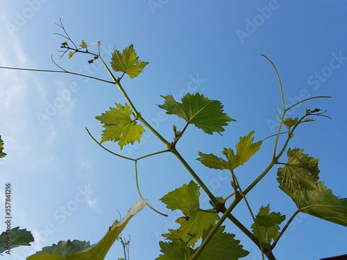 grape branch