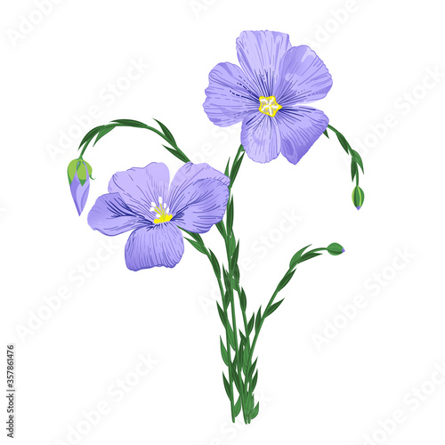 Blue flax flower on white background. Common flax or linseed. Close up view. Linum usitatissimum