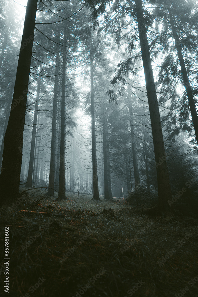 Fototapeta premium Moody forest