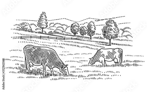 Cows grazing in field in rural nature landscape. Vector, isolated. 